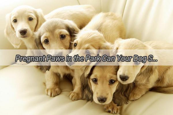 Pregnant Paws in the Park Can Your Dog Still Enjoy Outdoor Adventures